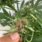 Venta de LSD Auto (Barney's Farm) | Semillas de marihuana feminizadas