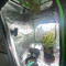 Godzilla Cookies Auto จาก Herbies Seeds