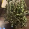 Achetez des graines féminisées Purple Juice Auto par Herbies Seeds