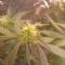 Tangie'matic Seeds