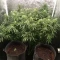 Gorilla Cookies Seeds