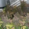 Vente de graines de cannabis LSD-25 Auto (Fast Buds)