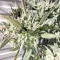 Semi di cannabis fem Gelato Auto in vendita