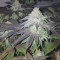 Dos Si Dos 33 Seeds (Barney's Farm) - Cannabis Strain Seeds for Sale