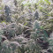 Semi femminizzati Jack Herer in vendita da Green House Seeds
