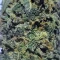 Blackberry Moonrocks Seeds (AlphaFem Seeds) - Cannabis Strain Seeds for Sale