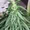 Bruce Banner Auto (Herbies Seeds)