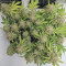 Z Auto feminized seeds for sale: information and reviews