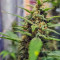 Original Auto Sour Diesel fem: sementes para venda, informações de cepas e avaliações de clientes