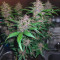 Venta de Fastberry Auto (Fast Buds) | Semillas de marihuana feminizadas