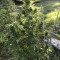Achetez des graines féminisées Golosa Early Version par Delicious Seeds