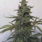 Buy Auto Brooklyn Sunrise feminized seeds by Dutch Passion