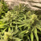 Comprar Grandaddy Purple (GDP) no Brasil