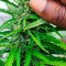 Sugar Black Rose (Delicious Seeds) - Cannabis Strain Seeds for Sale