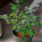 Vente de graines de cannabis Dark Devil Auto (Sweet Seeds)