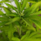Mimosa EVO Seeds (Barney’s Farm) - Cannabis Strain Seeds for Sale