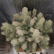 DDoS #33 Seeds (Herbies Seeds) - Cannabis Strain Seeds for Sale
