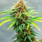 Runtz Autoflower Feminized Seeds (Easy Grow Seeds)