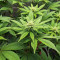 Sour Diesel Seeds (Barney's Farm)