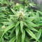 Amsterdam Amnesia Seeds (Dutch Passion)