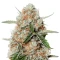 Apollo Feminized Seeds (Brothers Grimm Seeds)