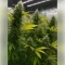 Blackberry Moonrocks Seeds