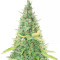 Graines féminisées de Critical XXL Auto (Herbies Seeds)