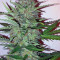Early Skunk (Early Pearl x Skunk) Regular (Mr. Nice Seedbank)