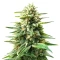 Edam Bomb (Cheese Bomb) Seeds