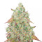 Grandmommy Purple Seeds (Herbies Seeds)