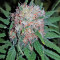 Master Kush regular seeds