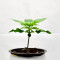 Mimosa Shot Seeds (Herbies Seeds)