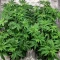 Nikki & Swami’s Taängie Seeds