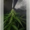 Graines de cannabis Northern Light (RQS)