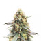 Northern Lights #10 (Herbies Seeds)