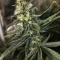 Planet Of The Grapes Auto Seeds (Ethos Genetics)