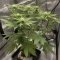 Purple Queen Seeds (Royal Queen Seeds)
