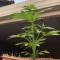Purple Wreck (Reserva Privada)