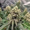 Widow 2004 regular seeds
