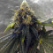 Graines de cannabis Sugar Breath (Humboldt Seeds Organization)