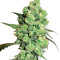 Graines de cannabis Super Skunk (White Label)