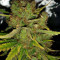 Graines de cannabis The Cinderella's (Sumo Seeds)