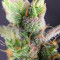 Trainwreck Fast Version Feminized Seeds (Seedkeepers)