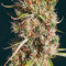 Semi Femminizzati Wedding Glue Auto (Seedstockers)
