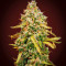 White Widow Autoflower (Herbies Seeds)