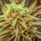 Killer Queen Regular seeds