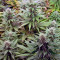 Blueberry cannabis strain