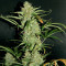 Auto Banana Blaze feminized seeds