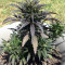 Auto Jack Herer (Advanced Seeds)