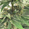Auto Purple Gorilla Seeds